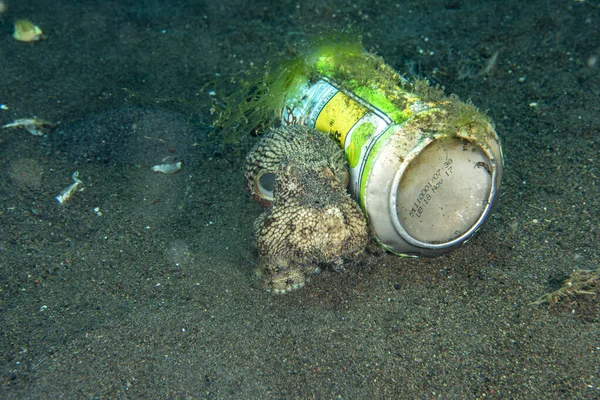 Kokosowa ośmiornica podwodny portret ukrywający się w puszce napoju w piasku — Zdjęcie stockowe