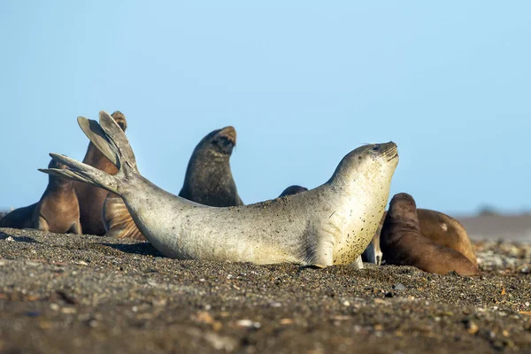 Elephant seal on the beach in patagonia in a sea lion group — Stock Photo, Image