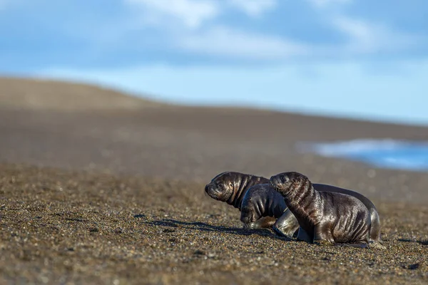 Baby Pasgeboren zeeleeuw op het strand in Patagonië — Stockfoto