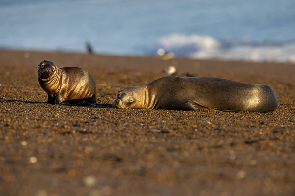 Lobo marino en la playa en Patagonia madre y bebé —  Fotos de Stock