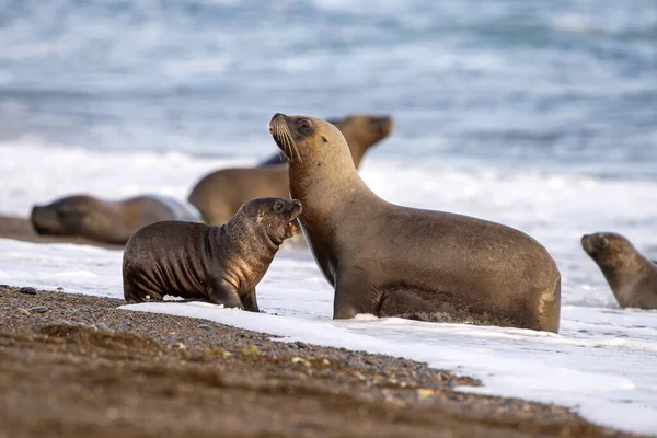 Sea lion on the beach in Patagonia mother and baby — Stock Photo, Image
