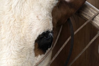 Seyşel 'de burnu iple bağlı bir inek.