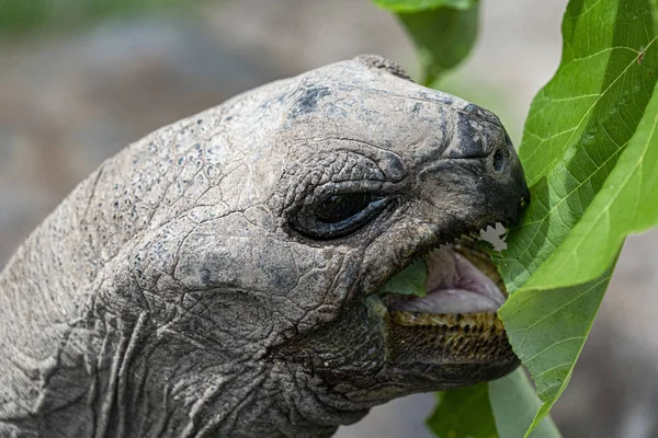 Seychelles tortuga gigante de cerca —  Fotos de Stock