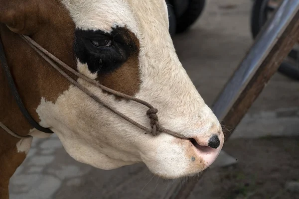 Vaca com corda no nariz nas seicheles — Fotografia de Stock