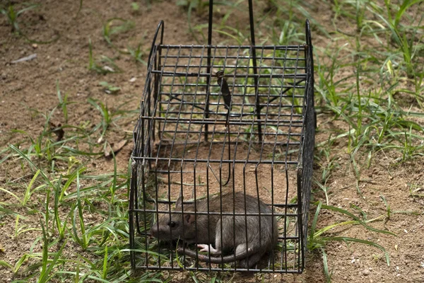 Mouse in a trap cage