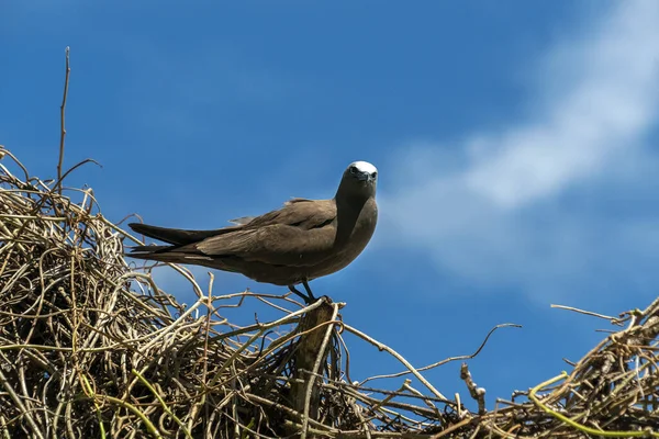 Brązowy noddy ptak kuzyn wyspa seszele — Zdjęcie stockowe