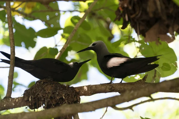 Hnědý noddy pták bratranec ostrov seychely — Stock fotografie