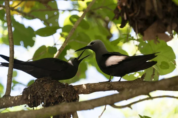 Braune noddy Vogel Cousin Insel Seychellen — Stockfoto