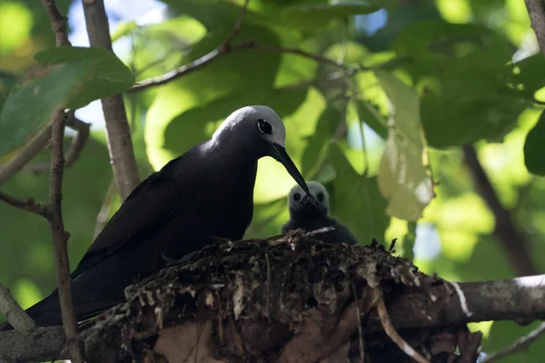 Bruine noddy vogel neef eiland Seychellen — Stockfoto