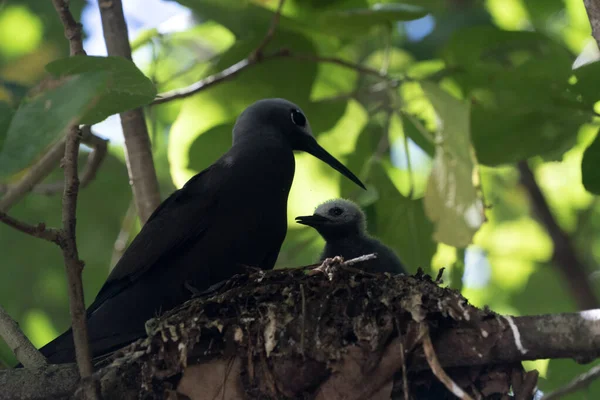 Brązowy noddy ptak kuzyn wyspa seszele — Zdjęcie stockowe