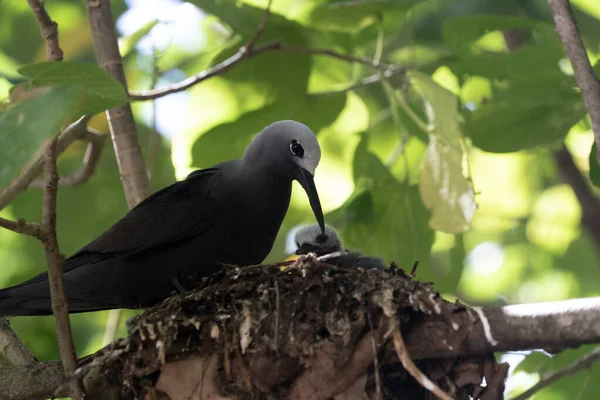 Brown noddy bird cousin island seychelles — Φωτογραφία Αρχείου
