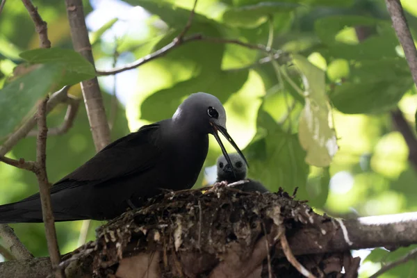 Hnědý noddy pták bratranec ostrov seychely — Stock fotografie