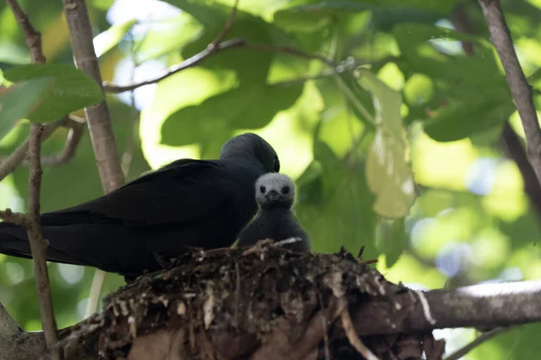 Коричневий вузький птах двоюрідний брат острова Сейшели — стокове фото