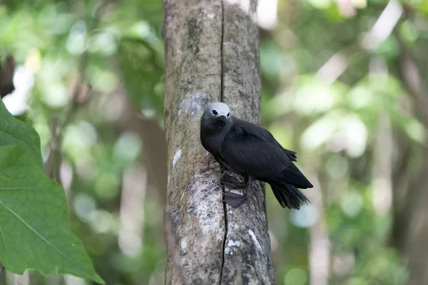 Marrón noddy pájaro primo isla seychelles — Foto de Stock