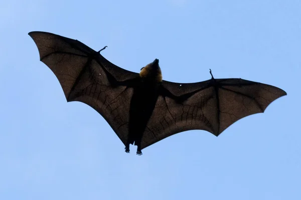 Flying fox bat portait mientras vuela —  Fotos de Stock
