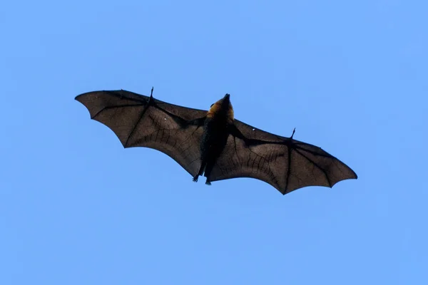 Ιπτάμενη αλεπού νυχτερίδα portait ενώ πετούν — Φωτογραφία Αρχείου