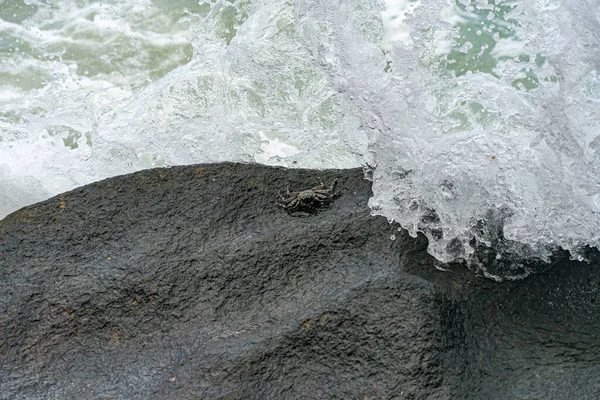 Краб на скале с надвигающейся волной — стоковое фото
