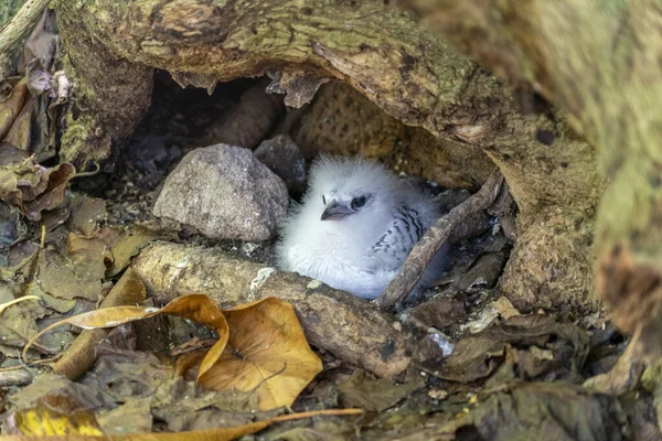 Noworodek tropikalne shearwater ptak kuzyn wyspa seszele — Zdjęcie stockowe