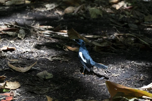 Endemica gazza Robin uccello cugino isola di Seychelles — Foto Stock