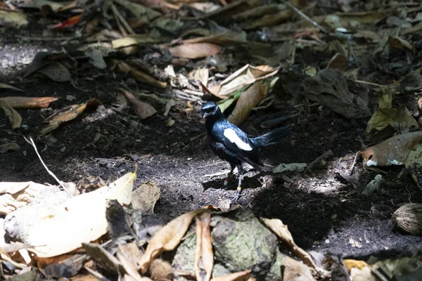 Endemic Magpie Robin bird cuisine island seychelles — стоковое фото
