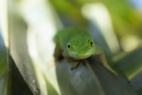 Ouro poeira gecko lambendo uma folha — Fotografia de Stock