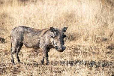 kruger parkta yaban domuzu güney Afrika