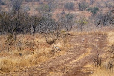 Kruger Park 'taki çakallar