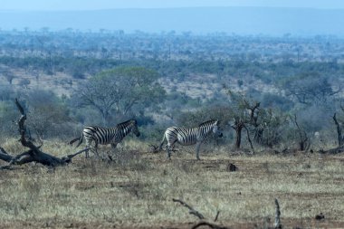 Afrika 'nın güneyindeki Kruger Park' ında zebra