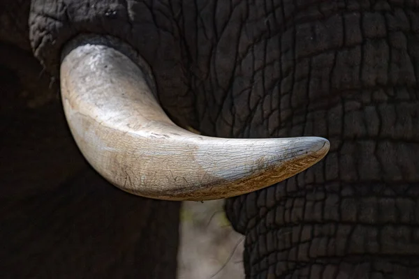 Elefante marfim presa close-up no parque Kruger África do Sul — Fotografia de Stock