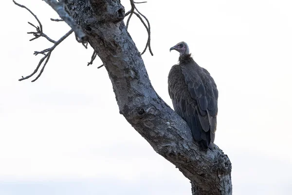 Buitre en un árbol en el parque de kruger — Foto de Stock