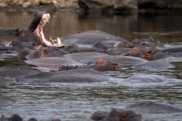 Hipopótamos luchando en el parque de kruger sur de África — Foto de Stock