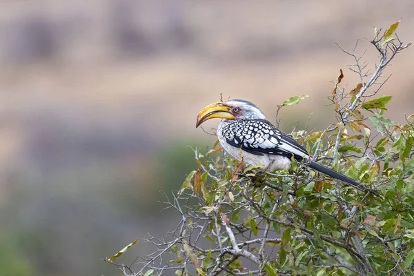 Hornbill amarelo-faturado no parque de Kruger África do Sul — Fotografia de Stock