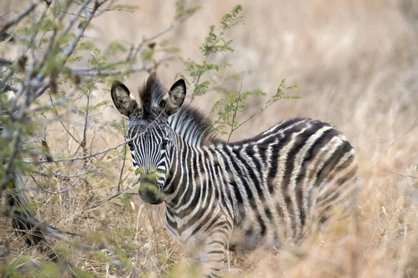 Novorozeně dítě zebra v Kruger parku Jižní Afrika — Stock fotografie