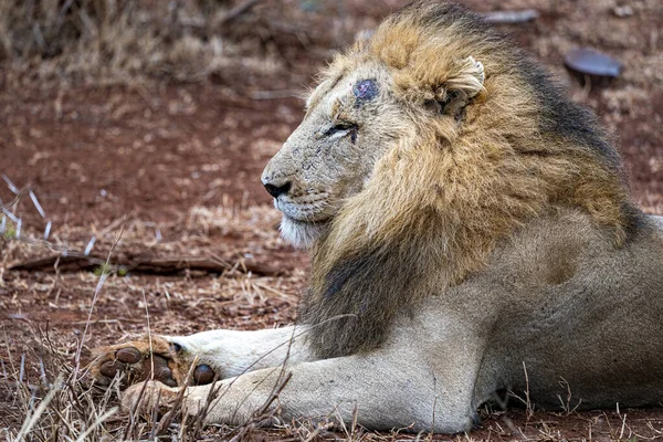 Gewonde mannelijke leeuw in Kruger Park Zuid-Afrika — Stockfoto