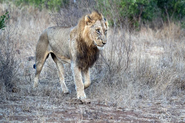 Verletzter männlicher Löwe im Kruger Park in Südafrika — Stockfoto