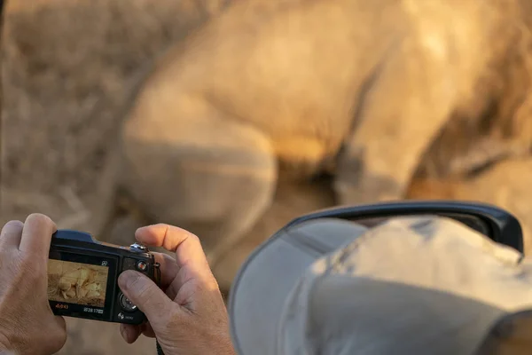 Fotógrafo safari con leones apareándose en kruger park Sudáfrica —  Fotos de Stock