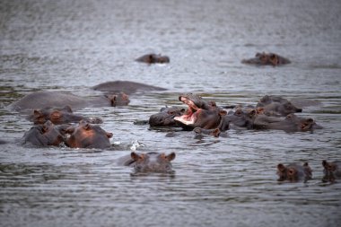su aygırları kruger park güney Afrika mücadele