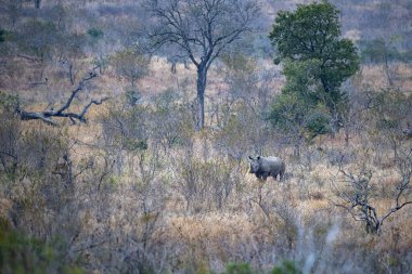 Gergedan Güney Afrika 'daki Kruger Park' ında.