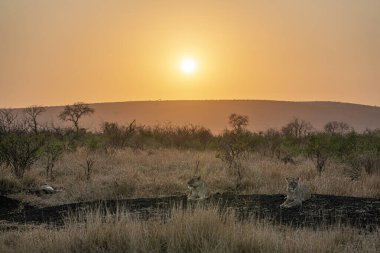 Güney Afrika 'daki Kruger Park' ında gün doğumunda dişi aslan grubu.