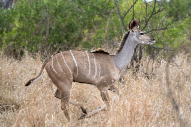 Kruger Park 'ta daha büyük Afrika antilopları koşuyor.