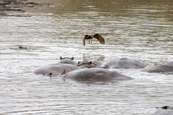 Hipopótamos luchando en el parque de kruger sur de África — Foto de Stock