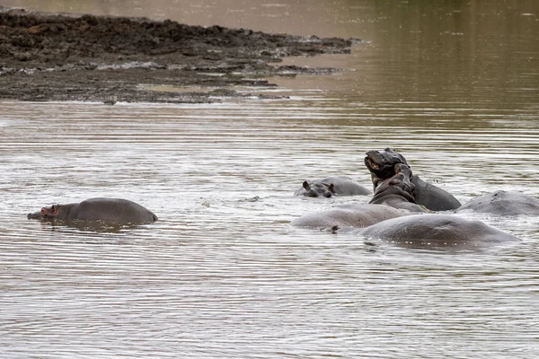 Hipopótamos luchando en el parque de kruger sur de África — Foto de Stock