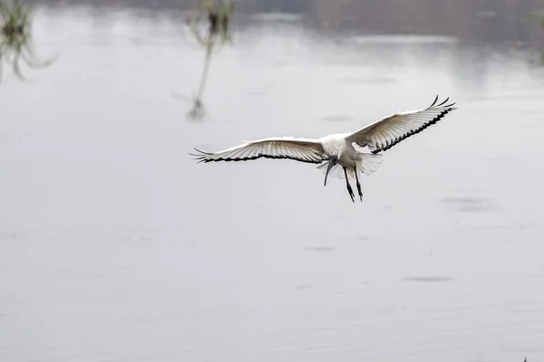 Kruger parkında uçan kutsal Ibis kuşu. — Stok fotoğraf