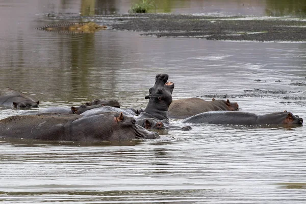 Flodhästar striderna i Kruger Park Sydafrika — Stockfoto