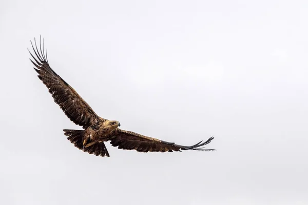 Tawny orel v Krugere Park Jižní Afrika — Stock fotografie