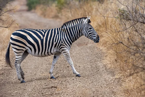 Zebrastreifen im Kruger Park in Südafrika — Stockfoto