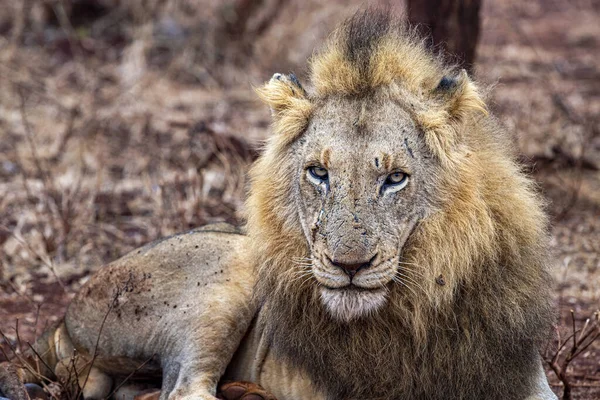 Mannelijke leeuw in Kruger Park Zuid-Afrika — Stockfoto