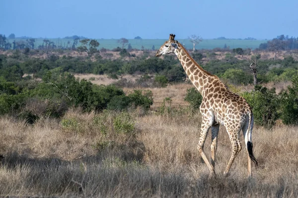 Giraffe in kruger park Zuid-Afrika — Stockfoto