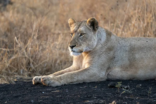 Львица на рассвете в парке Крюгер на юге Африки — стоковое фото