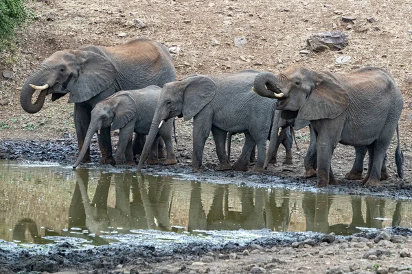 Elephant and rhino drinking at the pool in kruger park south africa — Stock Photo, Image